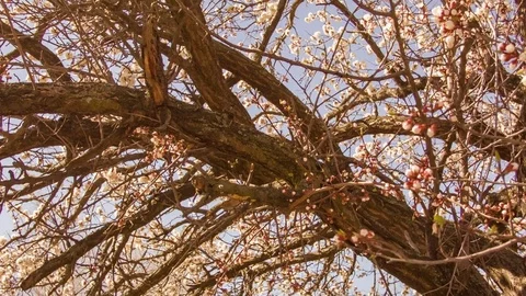 Close-up of cherry blossoms in spring Vídeo Stock 80615931