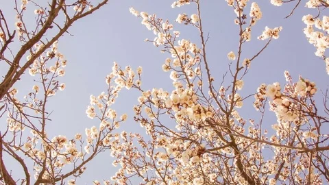 Close-up of cherry blossoms in spring Video stock 80615935