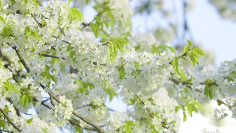 Close-up of cherry blossoms on a sunny spring day. Stock Footage 308451919