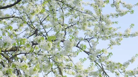 Close-up of cherry blossoms on a sunny spring day. Video stock 308451964