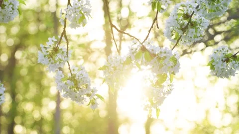 Close-up of cherry blossoms on a sunny spring day. Video stock 308452106