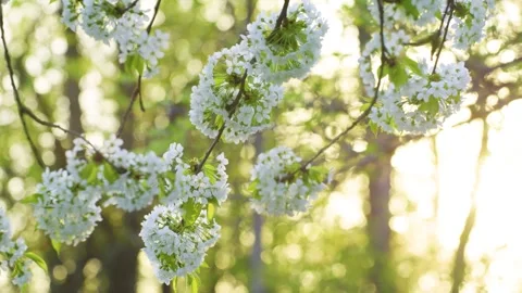 Close-up of cherry blossoms on a sunny spring day. Video stock 308452125