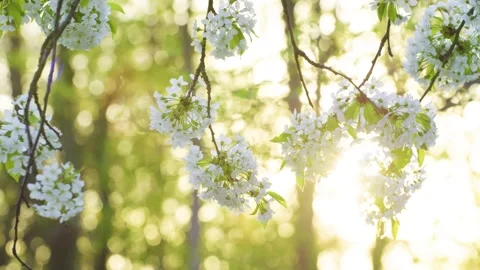 Close-up of cherry blossoms on a sunny spring day. Video stock 308452254
