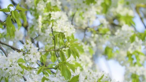 Close-up of cherry blossoms on a sunny spring day. Video stock 308452341