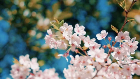 Close-Up of Cherry Blossoms Swaying in the Wind – Gentle Spring Breeze Stock Footage 307374528