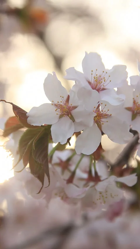 Close-up of Cherry Blossoms Swaying in the Wind, Morning 스톡 동영상 330190003