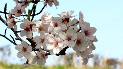 Close-up of cherry blossoms swaying in the wind Stock Footage 336010279