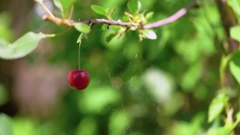 Close-up, a cherry on a branch with a cobweb in the garden in sunny weather, 4K Stock Footage 133662120