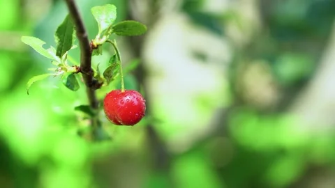 Close-up, a cherry on a branch in raindrops in sunny weather, copy space, 4K Stock Footage 133662104