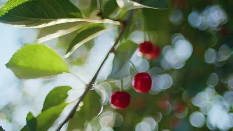 Close-up of cherry branch with ripe red cherries and green leaves. Sunlight 스톡 동영상 276885016