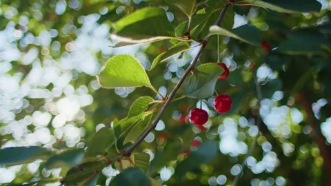 Close-up of cherry branch with ripe red cherries and green leaves. Sunlight Stock Footage 276885486