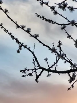 Close-up cherry branches against evening sky Stock Photos