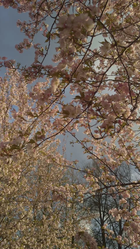 Close up cherry branches framing sky, soft pink petals, golden backlight Stock Footage 334108389