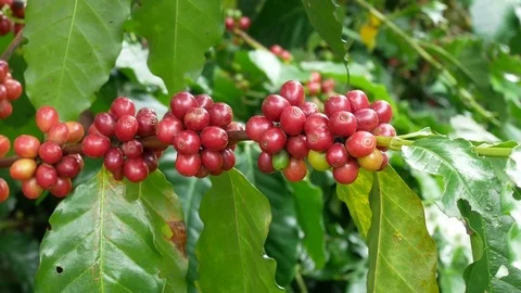 Close up of cherry coffee beans on the branch of coffee plant before harvesting Stock Footage 82899926