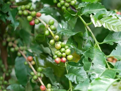 Close up of cherry coffee beans on the branch of coffee plant before harvesting Stock Photos