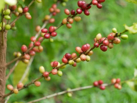 Close up of cherry coffee beans on the branch of coffee plant before harvesting Stock Photos