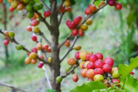 Close up of cherry coffee beans on the branch of coffee plant before harvesting Stock Photos