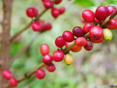 Close up of cherry coffee beans on the branch of coffee plant before harvesting Stock Photos