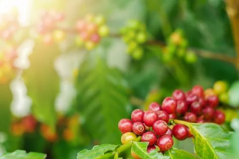 Close up of cherry coffee beans on the branch of coffee plant before harvesting Stock Photos