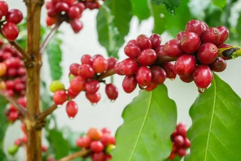 Close up of cherry coffee beans on the branch of coffee plant before harvesting Stock Photos