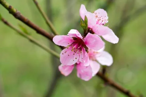 Close-up of cherry flower Stock Photos