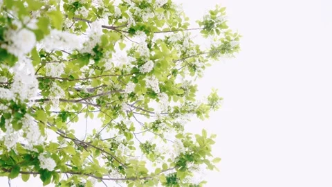 Close-up of cherry flowers. Stock Footage 154443017