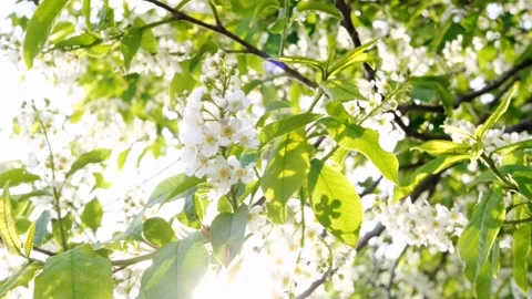 Close-up of cherry flowers. Stock Footage 154443024