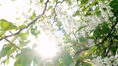Close-up of cherry flowers. Stock Footage 154443030
