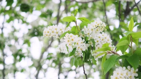 Close-up of cherry flowers. Stock Footage 154657257
