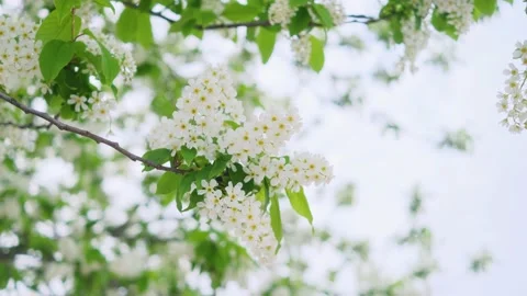 Close-up of cherry flowers. Stock Footage 154657262