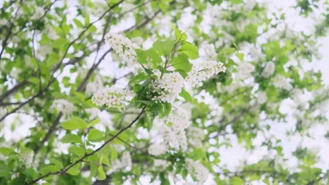 Close-up of cherry flowers. Stock Footage 154657280