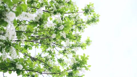 Close-up of cherry flowers. Stock Footage 154657359