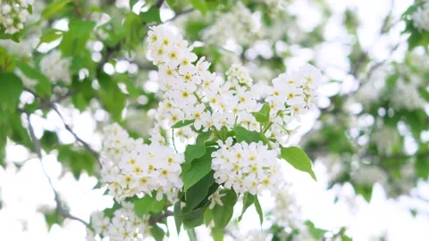Close-up of cherry flowers. Stock Footage 154657394
