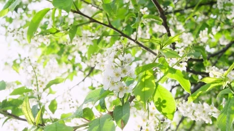 Close-up of cherry flowers. Stock Footage 154657405