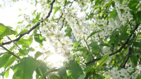 Close-up of cherry flowers. Stock Footage 154657435