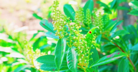 Close up of cherry laurel flower buds and leaves in breeze Stock-Footage 332248275