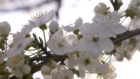 Close-up of a Cherry Plum tree. flowers and sun glare. 4k, slow motion Video stock 87332822