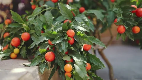 Close-up cherry tomatoes strewn on a bush on a sunny day Stock Footage 159586728