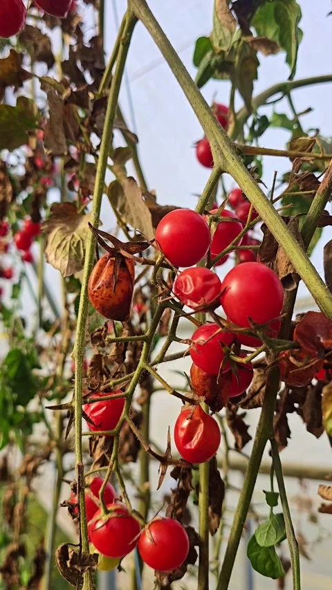 Close-up of cherry tomatoes on vine inside greenhouse Stock Footage 320673201