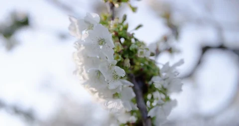 Close Up Of Cherry Tree Beginning To Bloom White Stock Footage 124595816