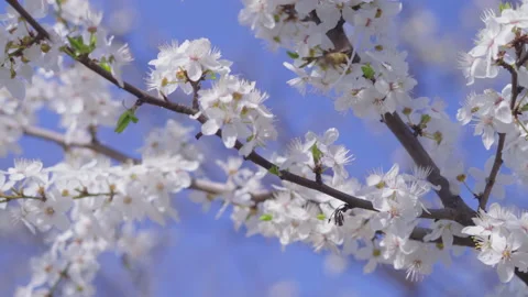 Close-up, Cherry Tree Blossom Branches Swaying in the Spring Wind against blue Stock Footage 158749267