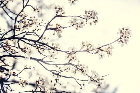 Close up cherry tree blossom on branches concept photo Stock Photos