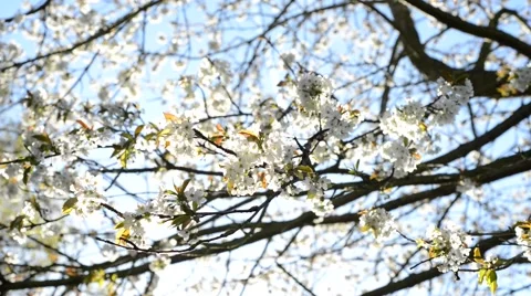 Close up of cherry tree in blossom Vídeo Stock 45746957