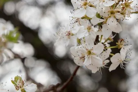 Close up of cherry tree blossom 写真素材