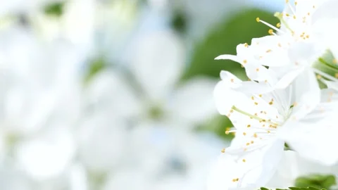 Close-up cherry tree blossom, white sakura flowers blooming, nature background Stock Footage 196376479