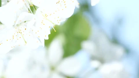 Close-up cherry tree blossom, white sakura flowers blooming, nature background Stock Footage 197451634