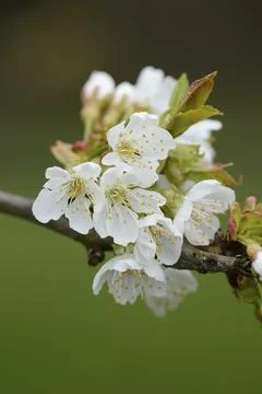 Close-up of cherry tree blossoms in spring, Upper palatinate, Bavaria, Germany, Stock Photos