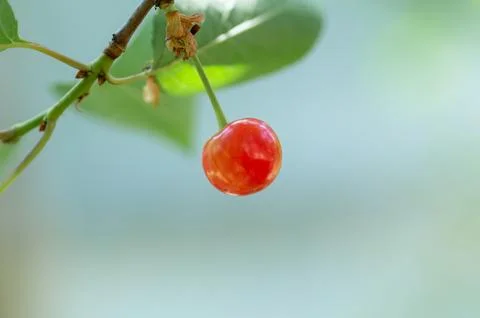 Close-up of a cherry tree on a branch for the background Stock Photos
