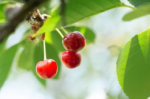 Close-up of a cherry tree on a branch for the background Stock Photos