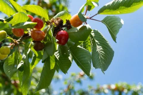 Close up of a cherry tree branch with cherries in the sunlight, the clear blu Stock Photos